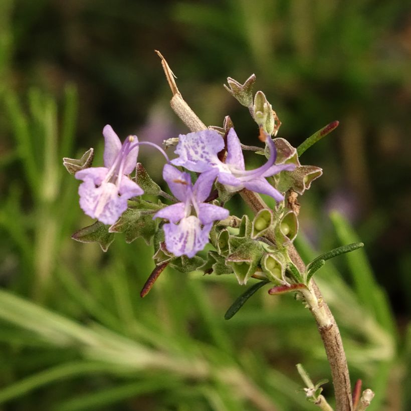 Rosmarinus officinalis Corsican Blue - Rosmarino (Fioritura)