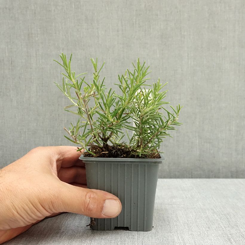 Esemplare di Rosmarinus officinalis Corsican Blue - Rosmarino Vasetto da 8/9 cm consegnato in estate