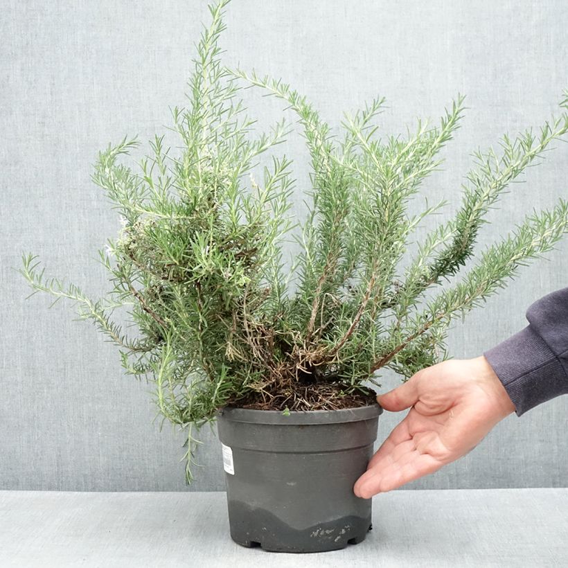 Rosmarinus officinalis Whitewater Silver - Rosmarino Vaso da 3L/4L esemplare consegnato in primavera