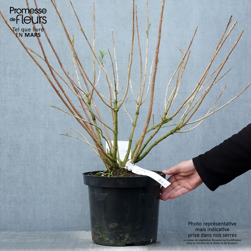 Rostrinucula dependens Happy Cascade Vaso da 7,5L/10L esemplare consegnato in primavera