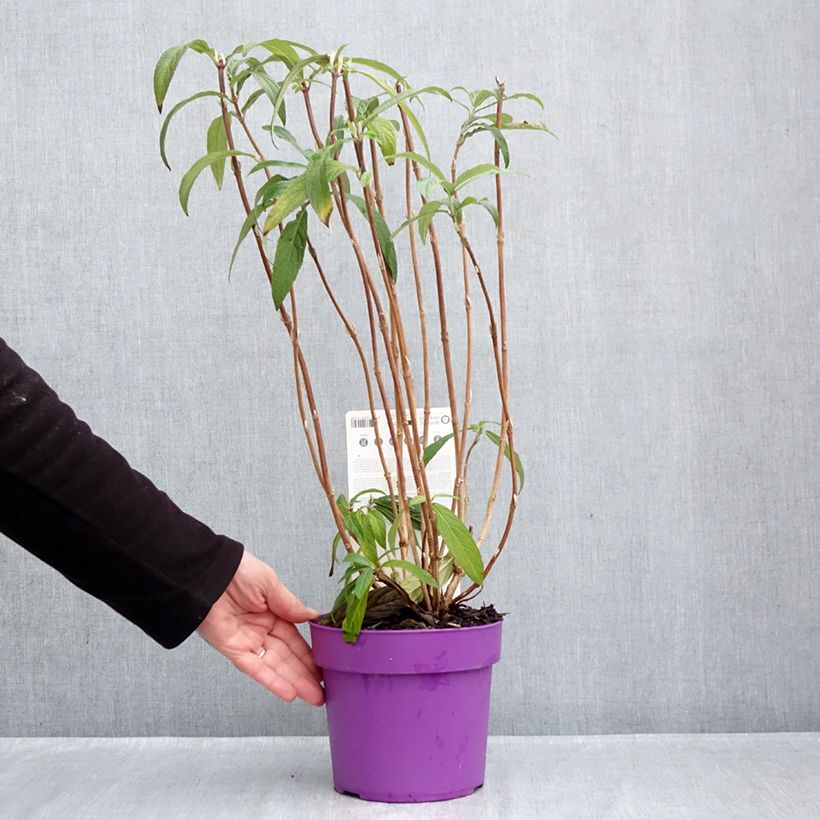 Esemplare di Rostrinucula dependens Vaso da 3L/4L come consegnato in autunno