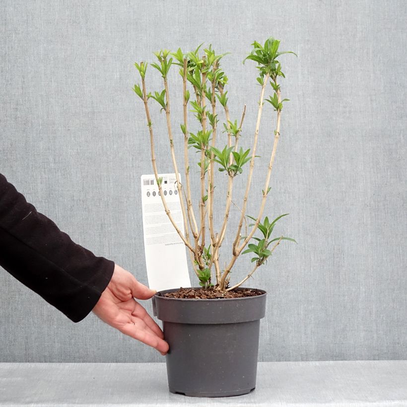 Rostrinucula dependens Vaso da 3L/4L esemplare consegnato in primavera