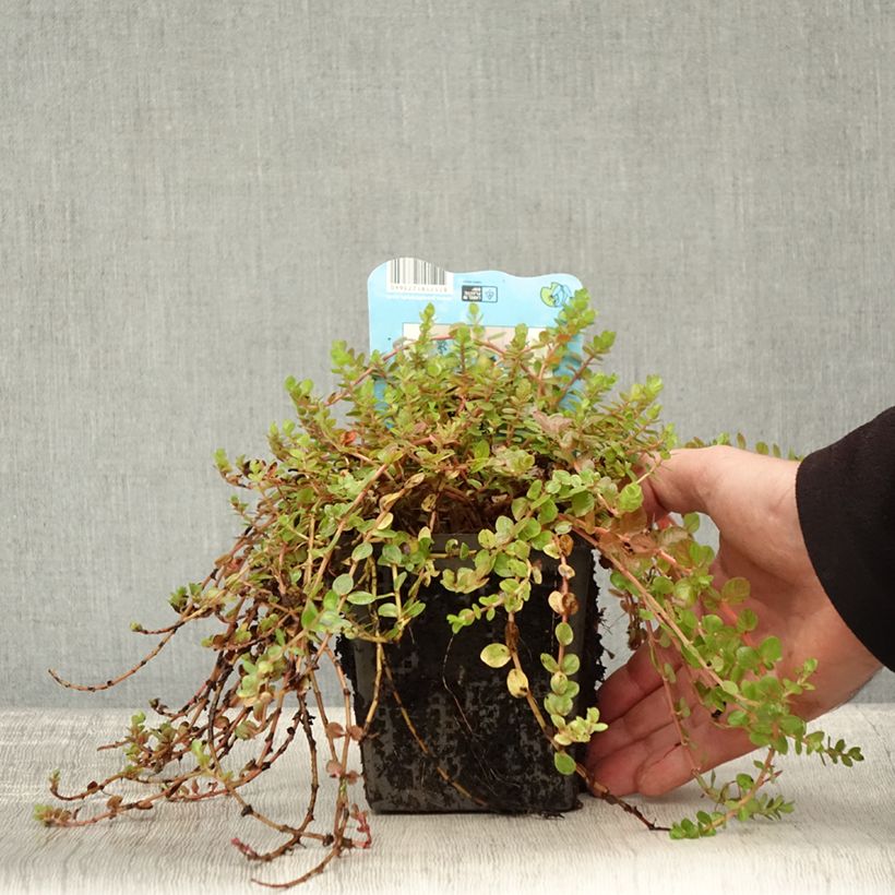 Esemplare di Rotala indica Vaso da 1L/1,5L come consegnato in autunno