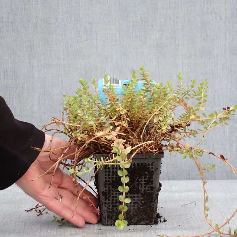 Rotala indica Vaso da 1L/1,5L esemplare consegnato in inverno