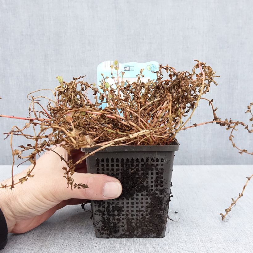 Rotala indica Vaso da 1L/1,5L esemplare consegnato in primavera