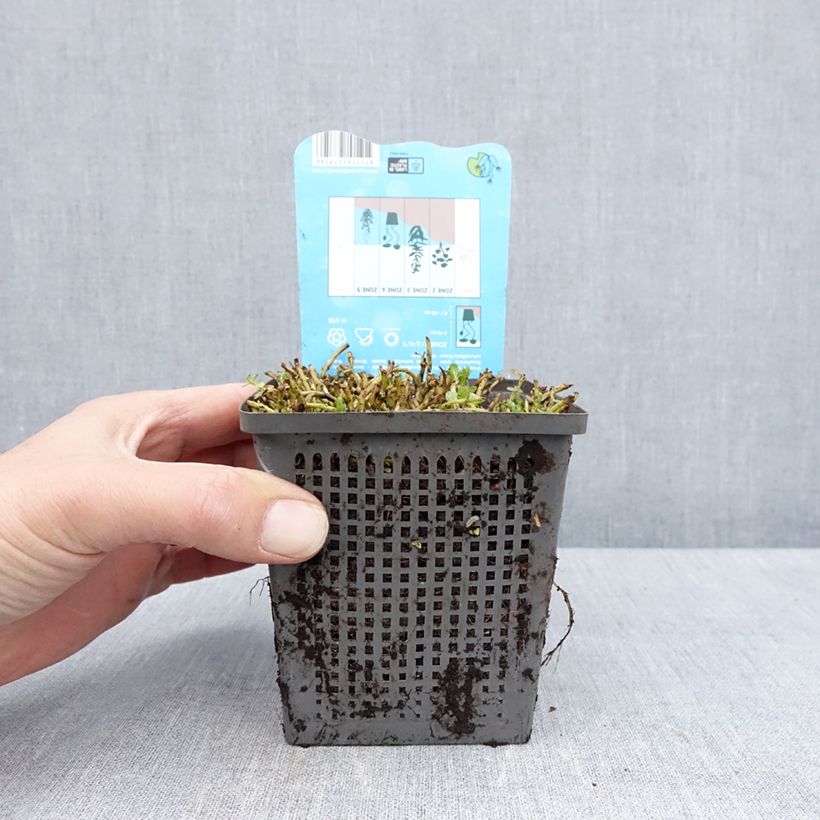 Rotala rotundifolia Green Vaso da 1L/1,5L esemplare consegnato in primavera