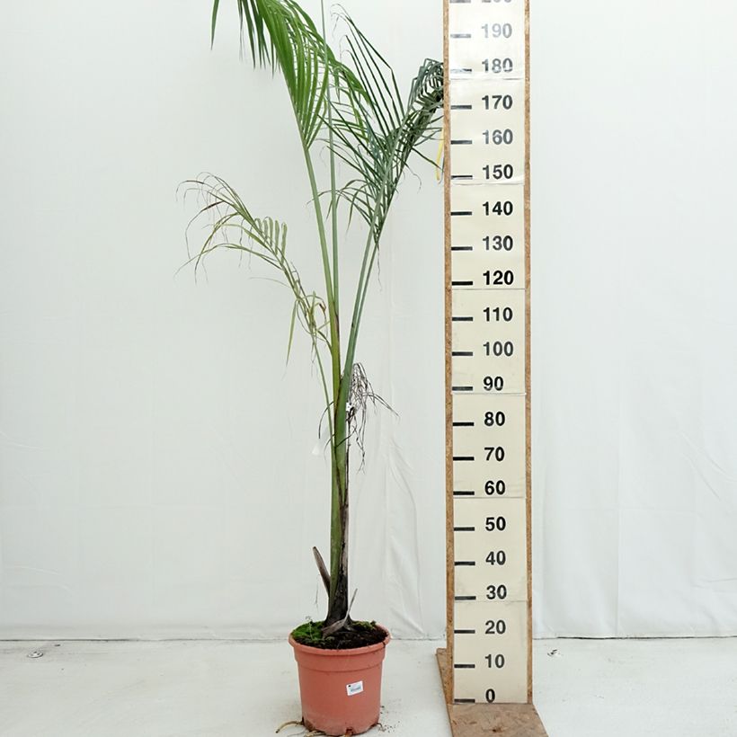 Esemplare di Roystonea regia - Palma Reale Cubana Vaso da 7,5L/10L come consegnato in autunno