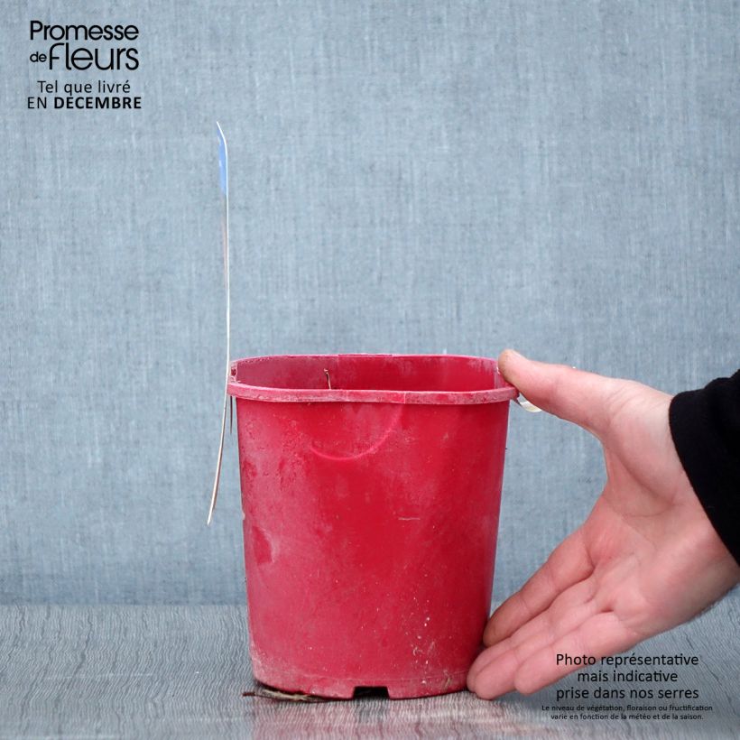 Esemplare di Lampone fragola Vaso da 2L/3L come consegnato in autunno