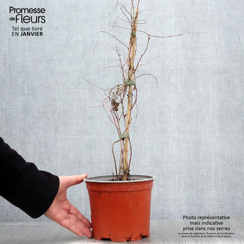 Rubus microphyllus Variegatus' - Rovo ornamentale Vaso da 3L/4L esemplare consegnato in inverno