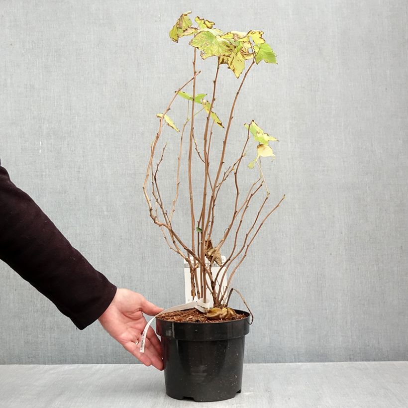 Esemplare di Rubus odoratus - Rovo odoroso Vaso da 3L/4L come consegnato in autunno