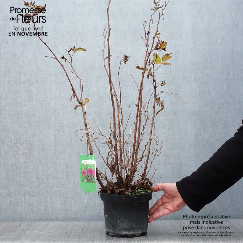Esemplare di Rubus spectabilis Olympic Double - Rovo ornamentale Vaso da 3L/4L come consegnato in autunno