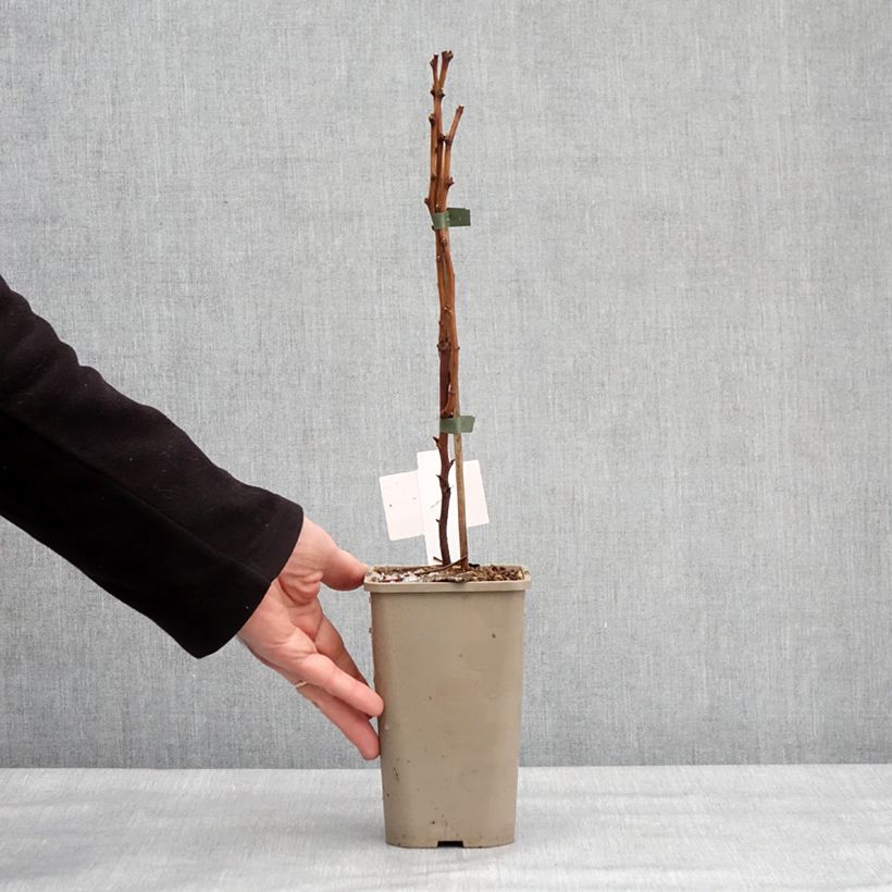 Rubus spectabilis Pacific Rose - Rovo ornamentale Vaso da 1,5L/2L, Multifusto esemplare consegnato in inverno