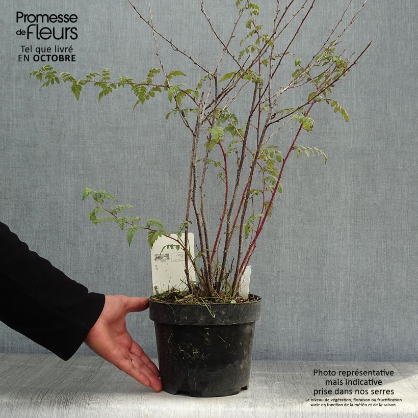 Esemplare di Rubus thibetanus Silver Fern - Rovo ornamentale Vaso da 3L/4L come consegnato in autunno