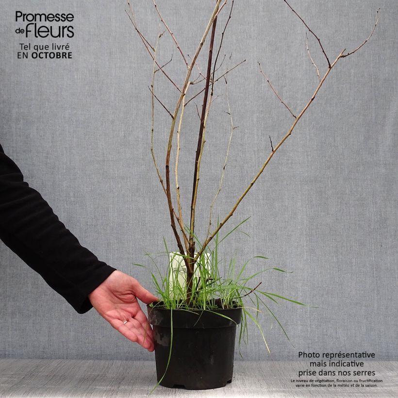 Esemplare di Rubus tridel Benenden - Rovo ornamentale Vaso da 3L/4L come consegnato in autunno