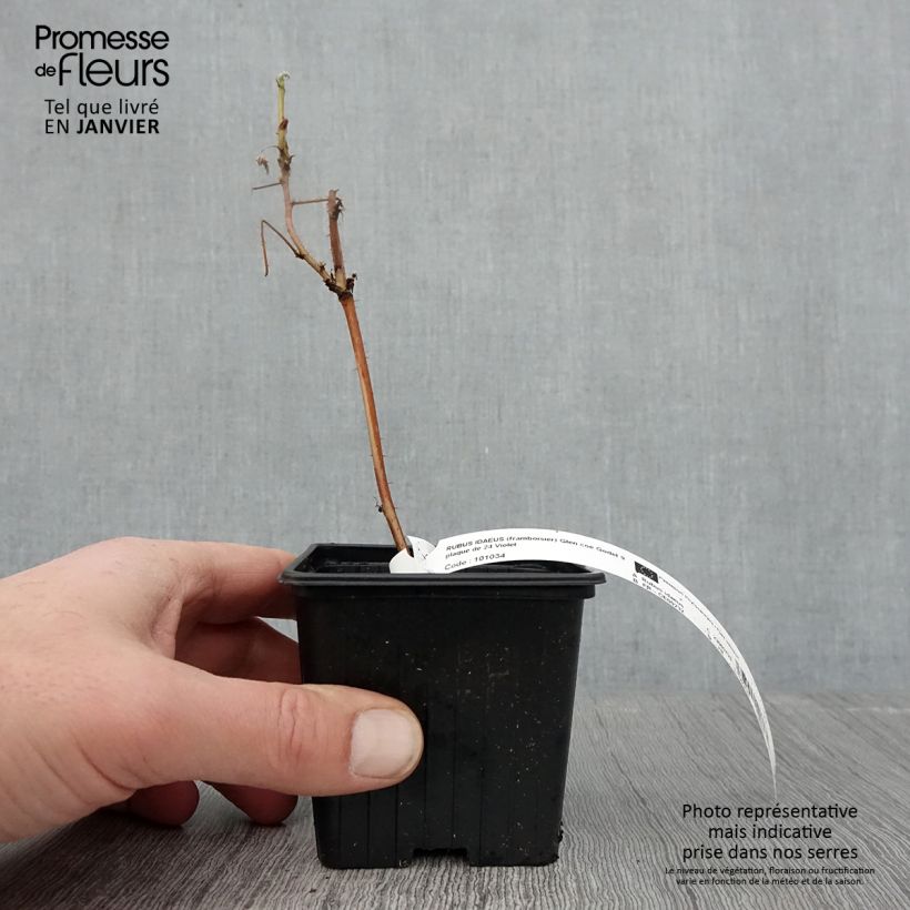 Lampone ibrido Glen Coe Vasetto da 8/9 cm esemplare consegnato in inverno