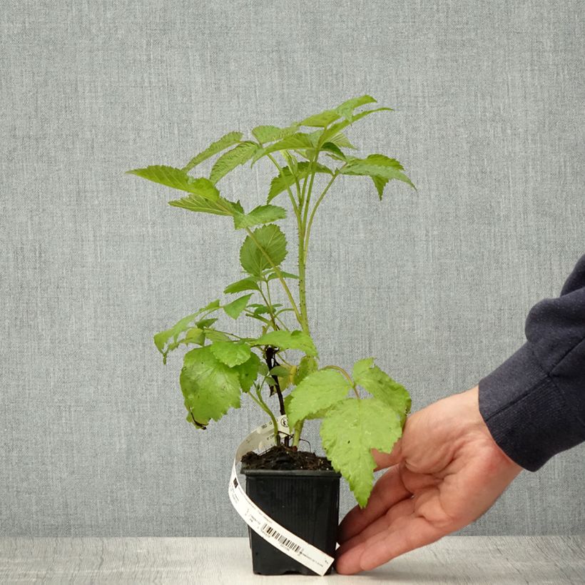 Lampone ibrido Glen Coe Vasetto da 8/9 cm esemplare consegnato in primavera