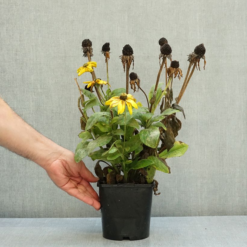 Esemplare di Rudbeckia hirta Sunbeckia Ophelia Vaso da 2L/3L come consegnato in autunno