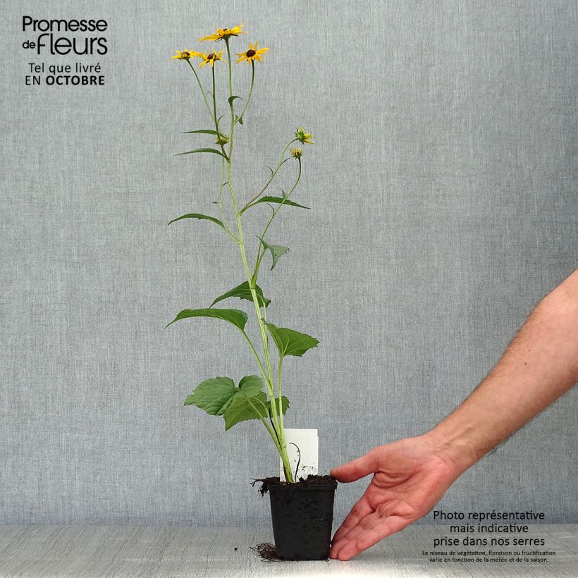 Esemplare di Rudbeckia fulgida Early Bird Gold Vasetto da 8/9 cm come consegnato in autunno