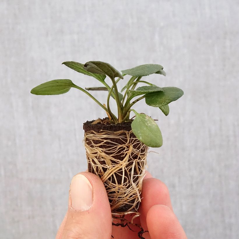 Rudbeckia fulgida var.sullivantii Little Goldstar mini zolla... esemplare consegnato in primavera