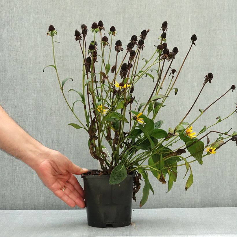 Esemplare di Rudbeckia fulgida var.sullivantii Little Goldstar Vaso da 2L/3L come consegnato in autunno