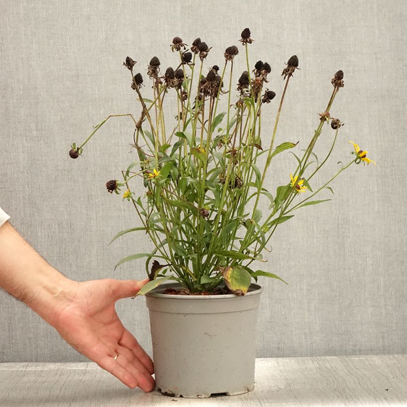Esemplare di Rudbeckia fulgida var.sullivantii Little Goldstar Vaso da 3L/4L come consegnato in autunno