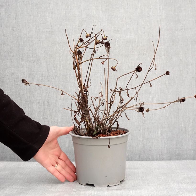 Rudbeckia fulgida var.sullivantii Little Goldstar Vaso da 3L/4L esemplare consegnato in inverno