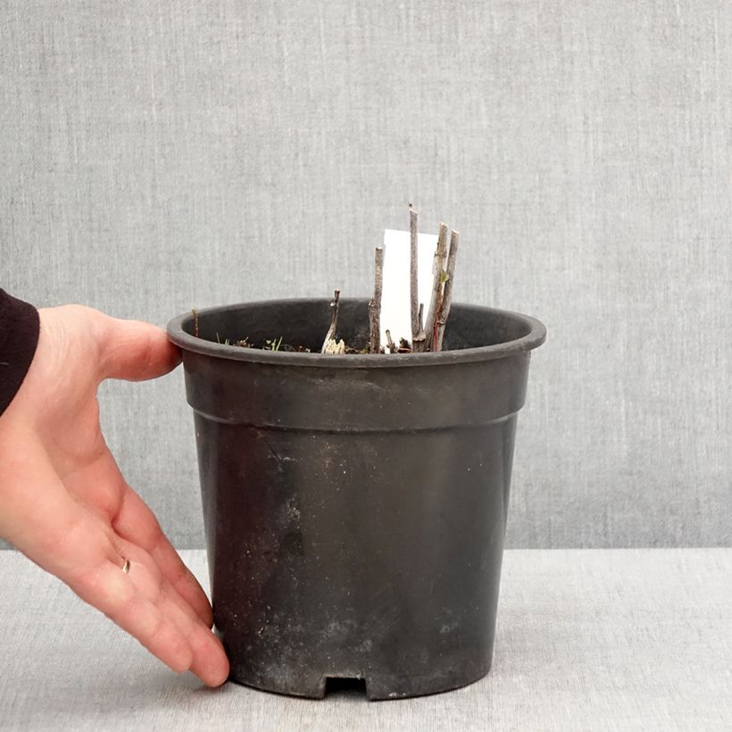 Rudbeckia laciniata Goldquelle Vaso da 2L/3L esemplare consegnato in primavera