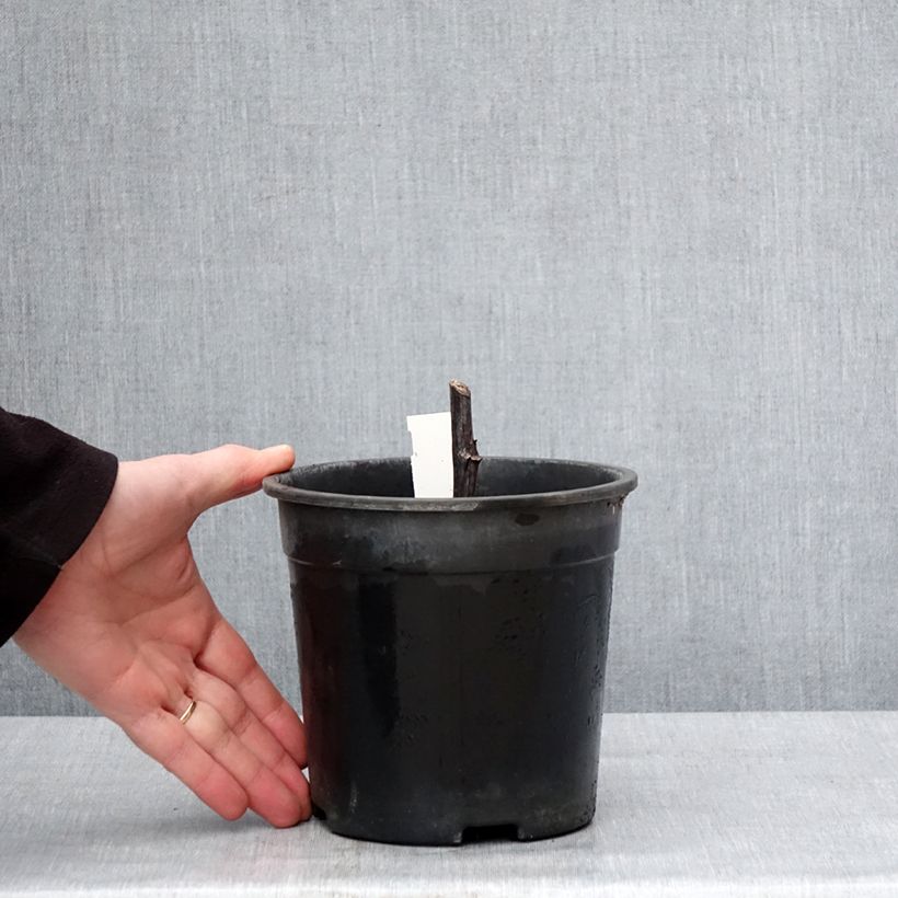 Rudbeckia nitida Herbstsonne Vaso da 2L/3L esemplare consegnato in inverno