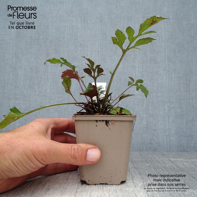 Esemplare di Rudbeckia triloba Prairie Glow Vasetto da 8/9 cm come consegnato in autunno