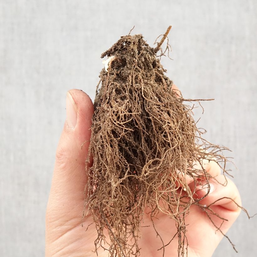 Rudbeckia triloba Prairie Glow Piante piccole a radice nuda esemplare consegnato in inverno