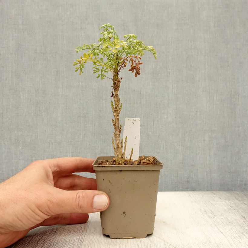 Esemplare di Ruta graveolens Jackman's blue - Ruta comune Vasetto da 8/9 cm come consegnato in autunno