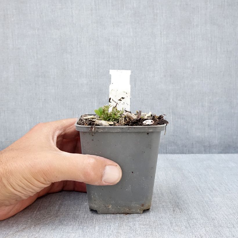 Esemplare di Ruellia humilis Vasetto da 8/9 cm consegnato in estate