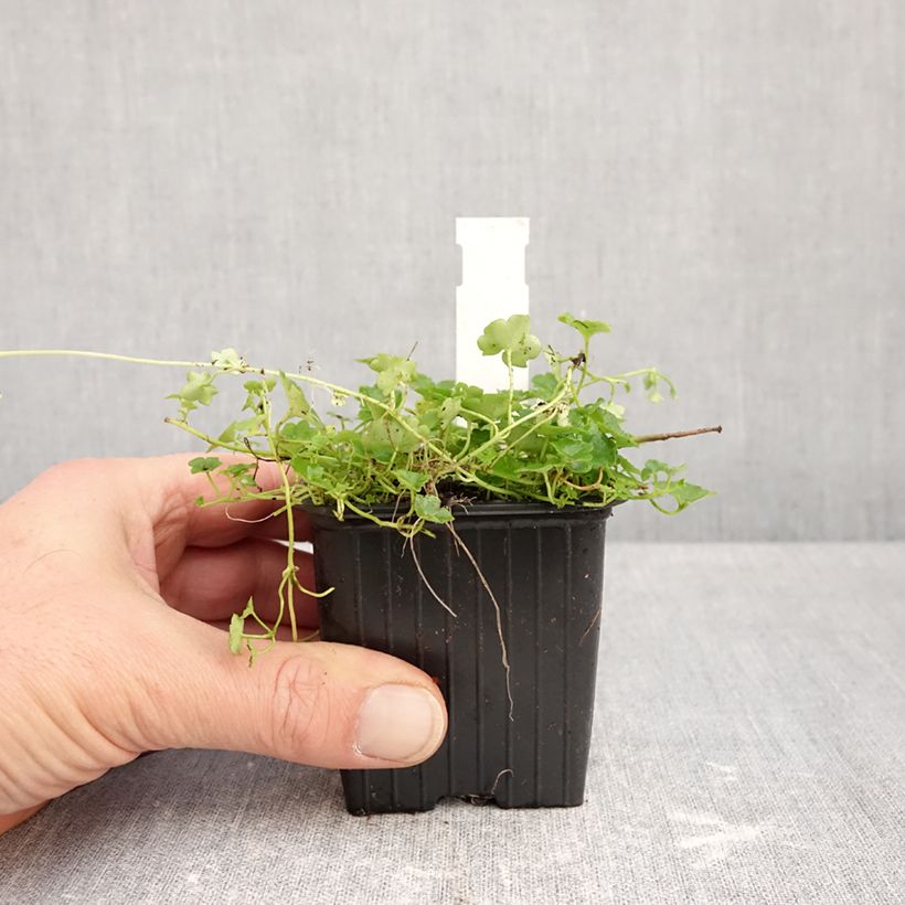 Esemplare di Cymbalaria muralis Alba - Ciombolino comune Vasetto da 8/9 cm come consegnato in autunno