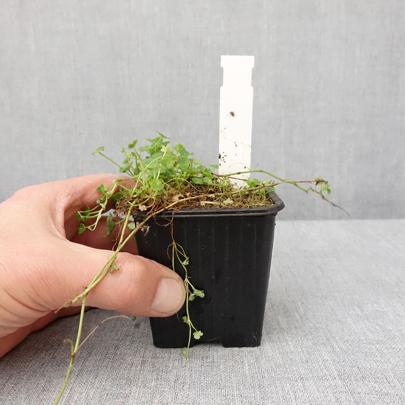 Cymbalaria muralis Alba - Ciombolino comune Vasetto da 8/9 cm esemplare consegnato in inverno