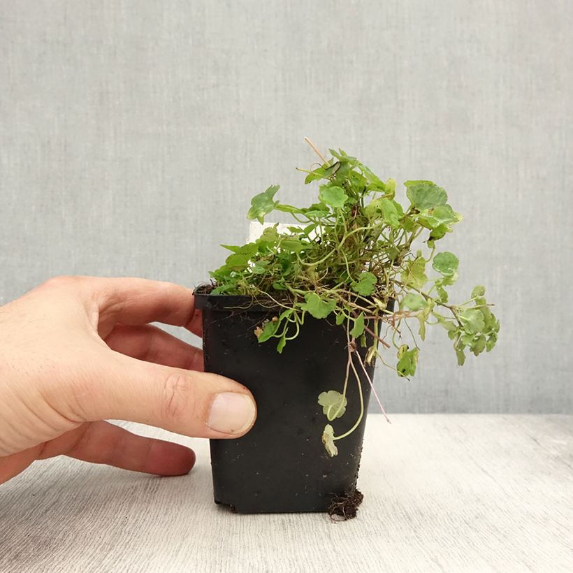 Esemplare di Cymbalaria muralis - Ciombolino comune Vasetto da 8/9 cm come consegnato in autunno