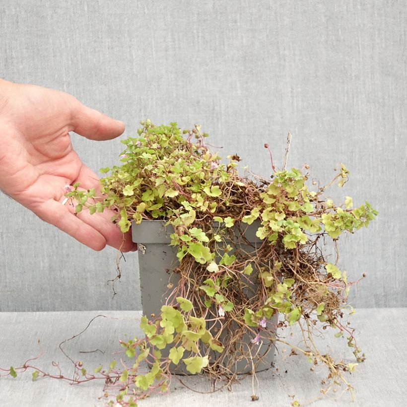 Esemplare di Cymbalaria muralis - Ciombolino comune Vaso da 2L/3L consegnato in estate