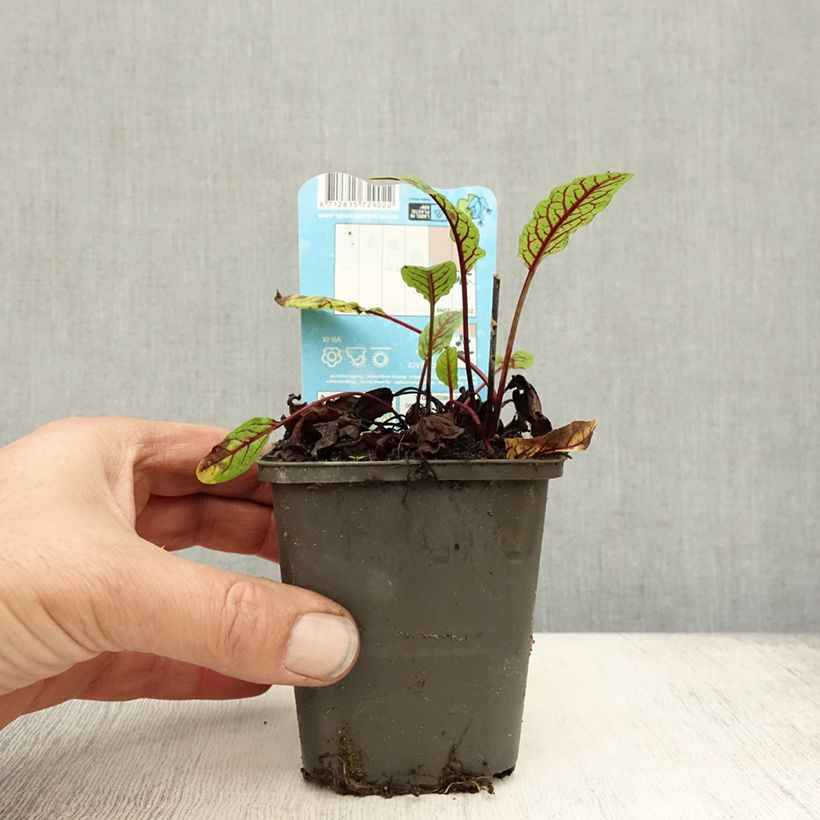 Esemplare di Rumex sauvignea - Romice acquatico Vasetto da 8/9 cm come consegnato in autunno