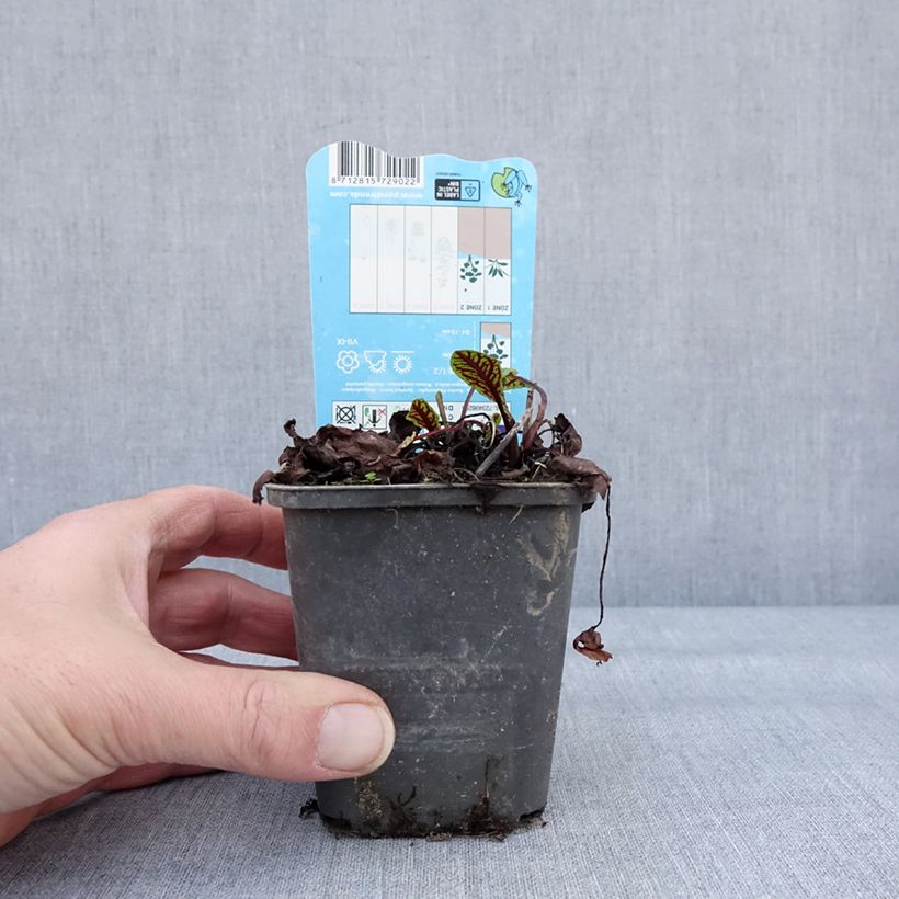 Rumex sauvignea - Romice acquatico Vasetto da 8/9 cm esemplare consegnato in inverno