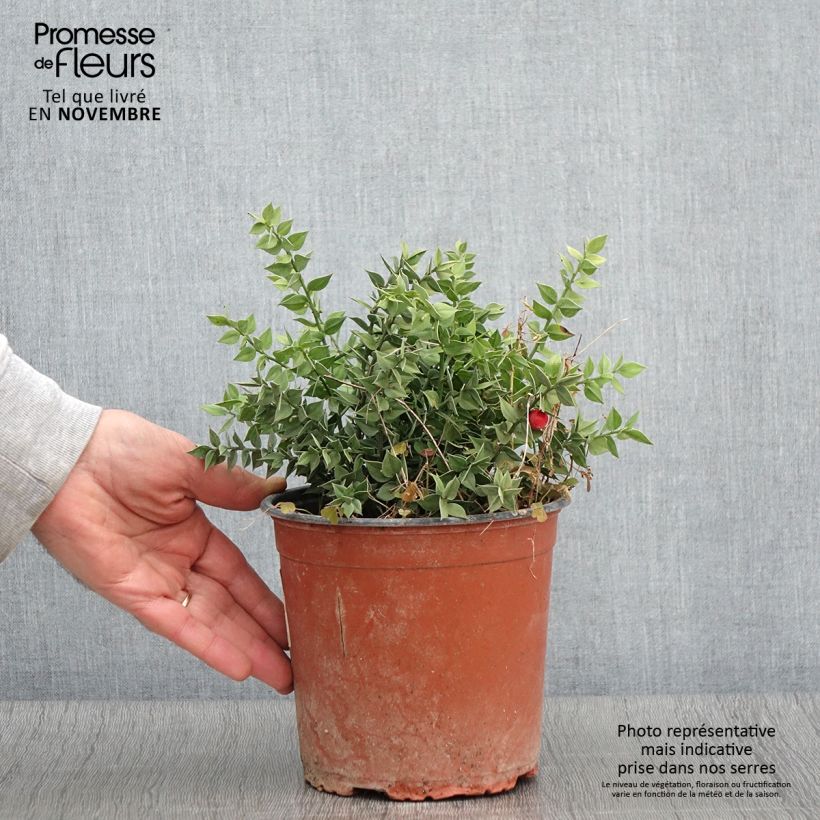Esemplare di Ruscus aculeatus - Ruscolo pungitopo Vaso da 2L/3L come consegnato in autunno