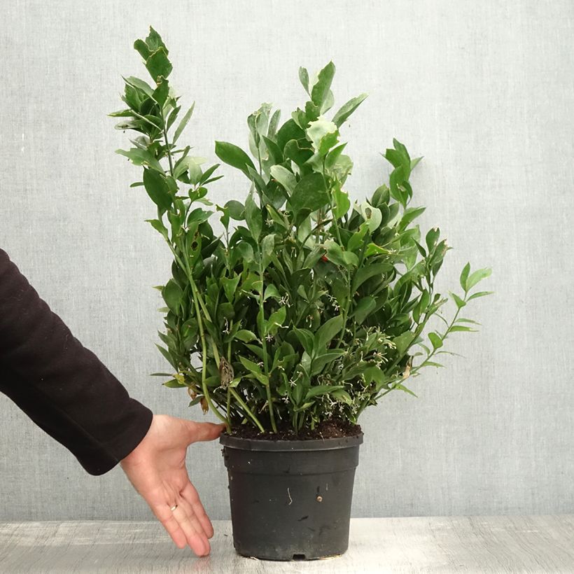 Esemplare di Ruscus hypoglossum - Ruscolo maggiore Vaso da 3L/4L come consegnato in autunno