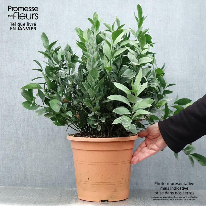 Ruscus hypoglossum - Ruscolo maggiore Vaso da 3L/4L esemplare consegnato in inverno