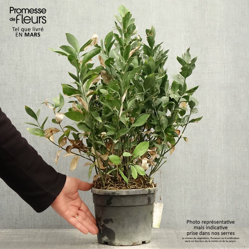 Ruscus hypoglossum - Ruscolo maggiore Vaso da 3L/4L esemplare consegnato in primavera