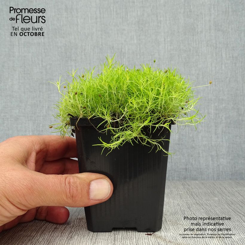 Esemplare di Sagina Aurea - Muschio irlandese Vasetto da 8/9 cm come consegnato in autunno