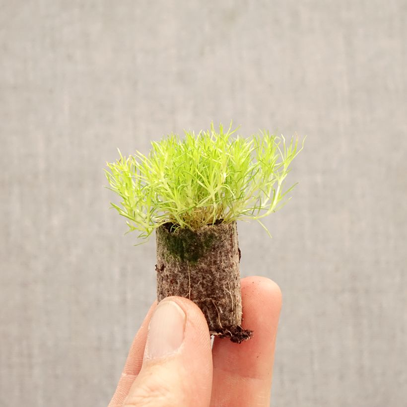 Sagina Scottish Moss - Muschio irlandese Mini zolla Ø 1,5/2,5 cm esemplare consegnato in primavera