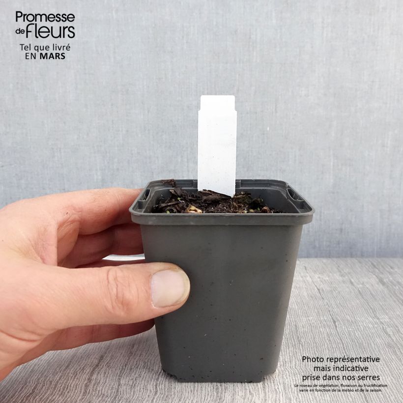 Sagittaria sagittifolia Flore Pleno - Sagittaria comune Vasetto da 8/9 cm esemplare consegnato in primavera