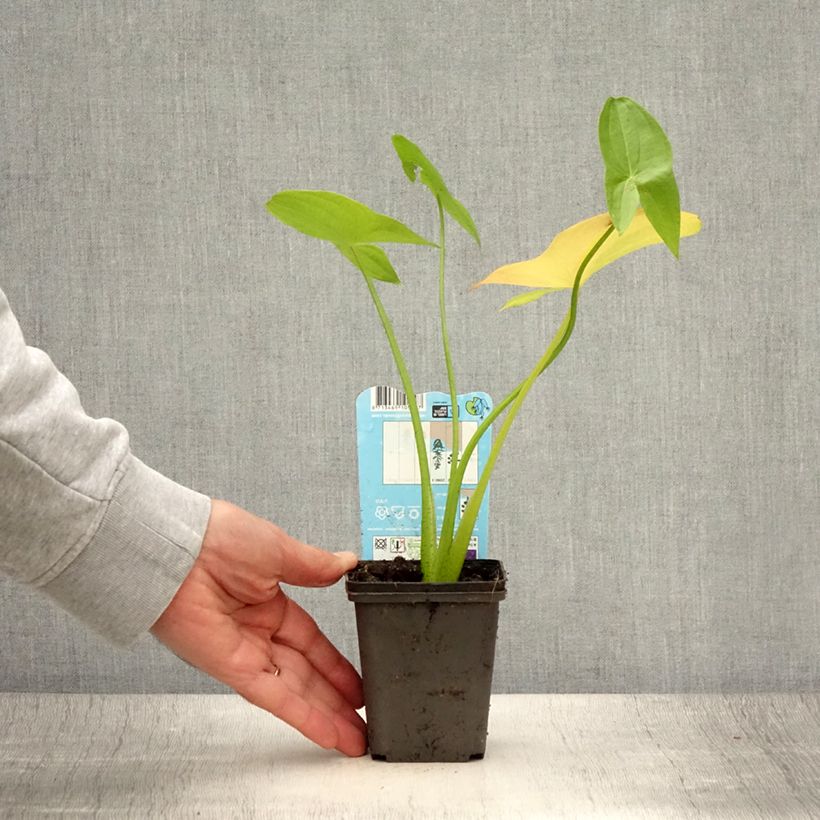 Esemplare di Sagittaria latifolia Vasetto da 8/9 cm consegnato in estate