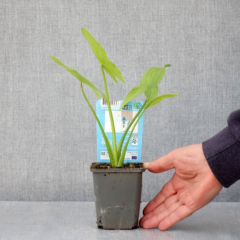 Sagittaria latifolia Vasetto da 8/9 cm esemplare consegnato in primavera