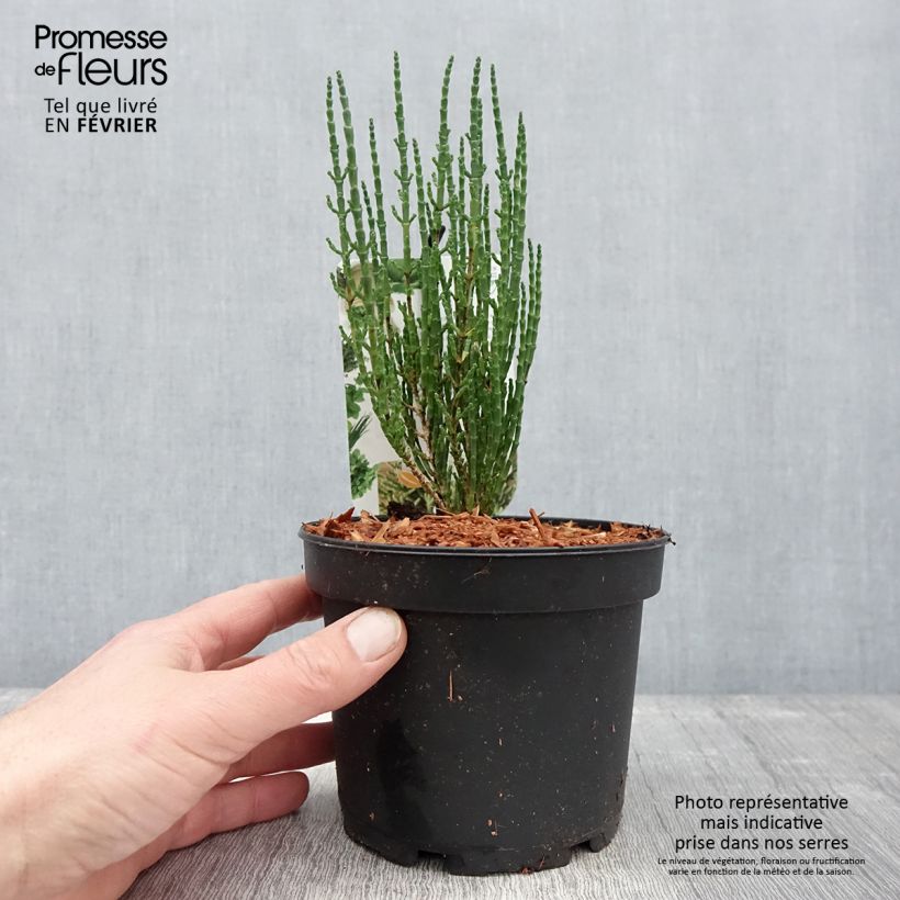 Salicornia europaea - Salicornia Vaso da 2L/3L esemplare consegnato in inverno