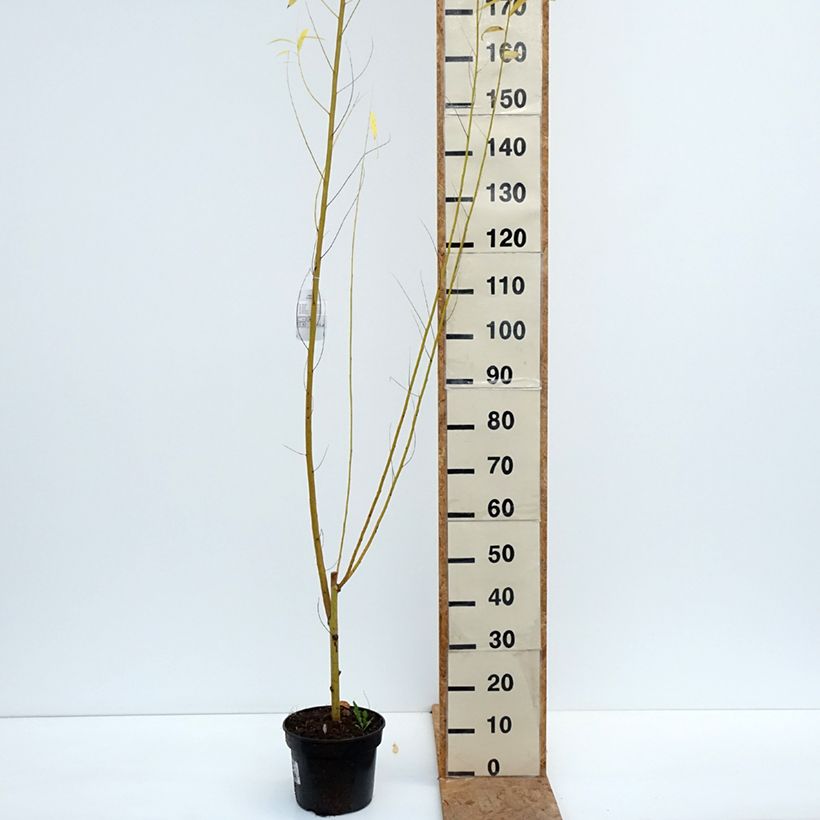 Esemplare di Salix alba Golden Ness - Salice bianco dorato Vaso da 4L/5L come consegnato in autunno