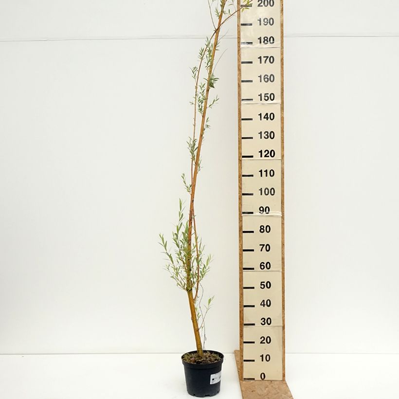 Esemplare di Salix alba Golden Ness - Salice bianco dorato Vaso da 4L/5L consegnato in estate
